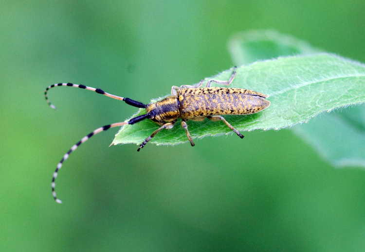 agapanthia villosviridens? No, Agapanthia sicula malmerendi